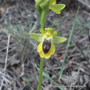 Ophrys lutea Cav. subsp. lutea (Ophrys jaune)