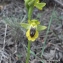  Flavio MARMO - Ophrys lutea subsp. lutea