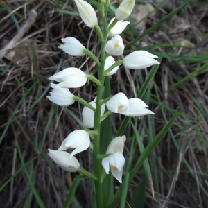 Photographie n°118995 du taxon Cephalanthera longifolia (L.) Fritsch [1888]