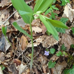 Photographie n°118998 du taxon Polygonatum odoratum (Mill.) Druce