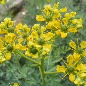 Ruta graveolens subsp. hortensis (Mill.) P.Fourn. (Rue des jardins)