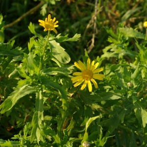 Photographie n°119023 du taxon Chrysanthemum segetum L. [1753]