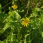  Claire Felloni - Chrysanthemum segetum L. [1753]