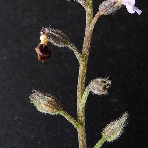 Photographie n°119036 du taxon Myosotis discolor Pers. [1797]