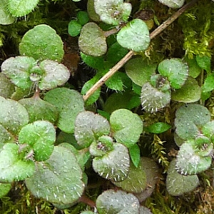 Photographie n°119046 du taxon Veronica arvensis L. [1753]