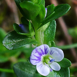 Veronica serpyllifolia L. (Véronique à feuilles de serpolet)