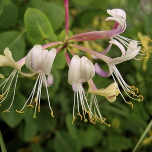 Lonicera implexa subsp. adenocarpa (Guss.) Arcang. (Chèvrefeuille d'Étrurie)