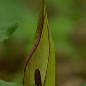 Photographie n°119064 du taxon Arum maculatum L. [1753]