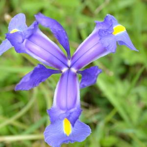 Photographie n°119065 du taxon Iris spuria L. [1753]