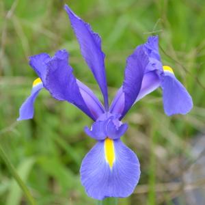 Photographie n°119066 du taxon Iris spuria L. [1753]