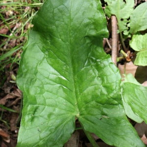 Photographie n°119156 du taxon Arum maculatum L. [1753]