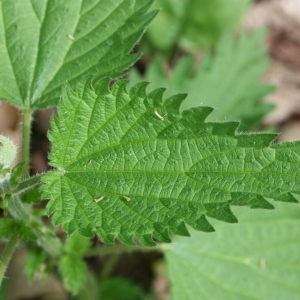 Photographie n°119166 du taxon Urtica dioica L. [1753]