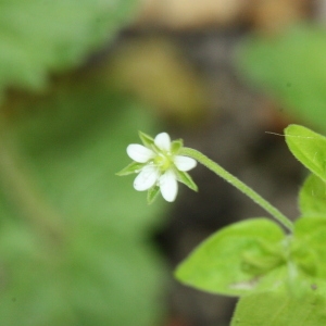  - Moehringia trinervia (L.) Clairv. [1811]