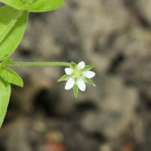 Photographie n°119183 du taxon Moehringia trinervia (L.) Clairv. [1811]