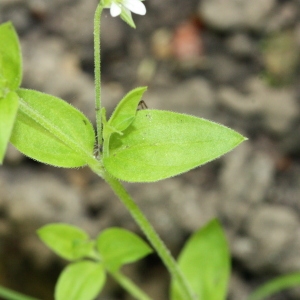 Photographie n°119184 du taxon Moehringia trinervia (L.) Clairv. [1811]