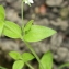  Hervé GOËAU - Moehringia trinervia (L.) Clairv. [1811]