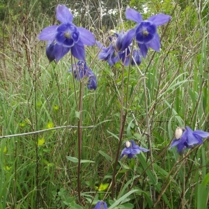 Photographie n°119210 du taxon Aquilegia vulgaris L. [1753]