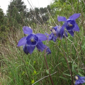 Photographie n°119211 du taxon Aquilegia vulgaris L. [1753]