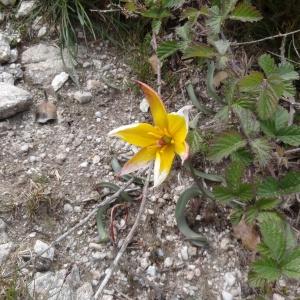 Photographie n°119226 du taxon Tulipa sylvestris subsp. australis (Link) Pamp. [1914]