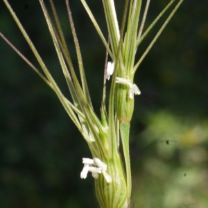 Photographie n°119234 du taxon Aegilops biuncialis Vis. [1842]