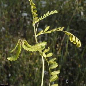  - Astragalus pelecinus (L.) Barneby [1964]