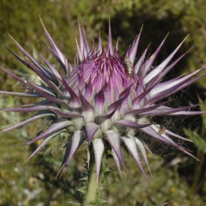 Notobasis syriaca (L.) Cass. (Chardon de Syrie)