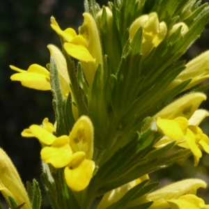 Photographie n°119262 du taxon Parentucellia viscosa (L.) Caruel