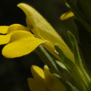 Bartsia viscosa L. (Eufragie visqueuse)