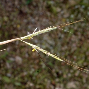 Photographie n°119277 du taxon Hyparrhenia hirta (L.) Stapf [1919]