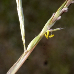 Hyparrhenia hirta (L.) Stapf (Barbon velu)