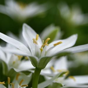 Ornithogalum sp.