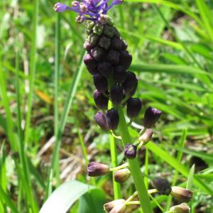 Photographie n°119298 du taxon Muscari comosum (L.) Mill. [1768]