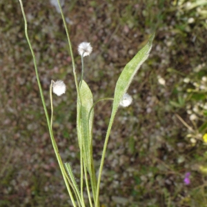 Photographie n°119302 du taxon Plantago bellardii All. [1785]