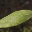  Liliane Roubaudi - Plantago bellardii All. [1785]