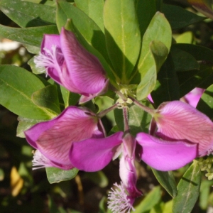 Photographie n°119309 du taxon Polygala myrtifolia L. [1753]