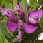  Liliane Roubaudi - Polygala myrtifolia L. [1753]