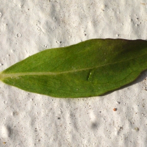 Photographie n°119311 du taxon Polygala myrtifolia L. [1753]