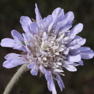 Photographie n°119314 du taxon Knautia integrifolia (L.) Bertol. [1836]