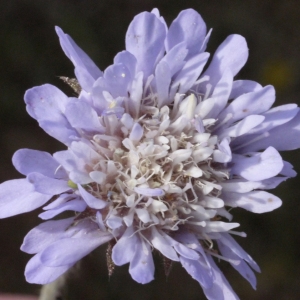 Photographie n°119315 du taxon Knautia integrifolia (L.) Bertol. [1836]