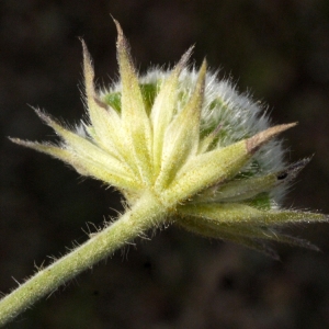 Photographie n°119320 du taxon Knautia integrifolia (L.) Bertol. [1836]