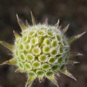 Photographie n°119322 du taxon Knautia integrifolia (L.) Bertol. [1836]