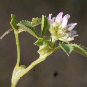 Trifolium tomentosum L. (Trèfle cotonneux)