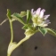  Liliane Roubaudi - Trifolium tomentosum L. [1753]