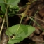  Daniel K - Aristolochia pistolochia L. [1753]