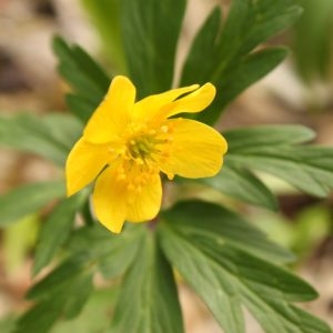 Photographie n°119357 du taxon Anemone ranunculoides L. [1753]