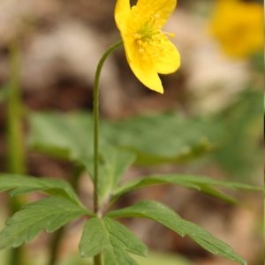 Photographie n°119358 du taxon Anemone ranunculoides L. [1753]