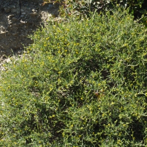 Photographie n°119375 du taxon Anthyllis hermanniae L. [1753]