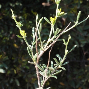 Photographie n°119378 du taxon Anthyllis hermanniae L. [1753]