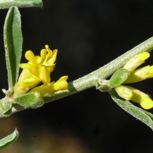 Anthyllis hermanniae L. (Anthyllide d'Hermann)