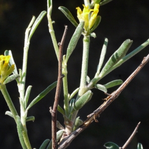 Photographie n°119381 du taxon Anthyllis hermanniae L. [1753]
